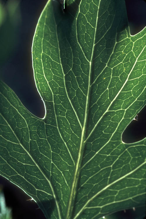 backlit_leaf_crop.wrk