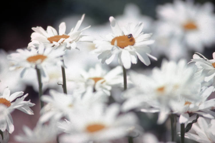 blurred_daisies.wrk
