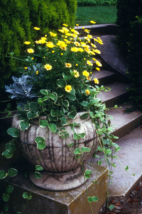 urn_yellow_daisies.wrk