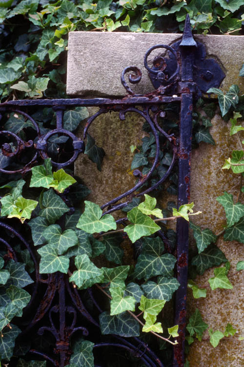 Iron Gate with Ivy
