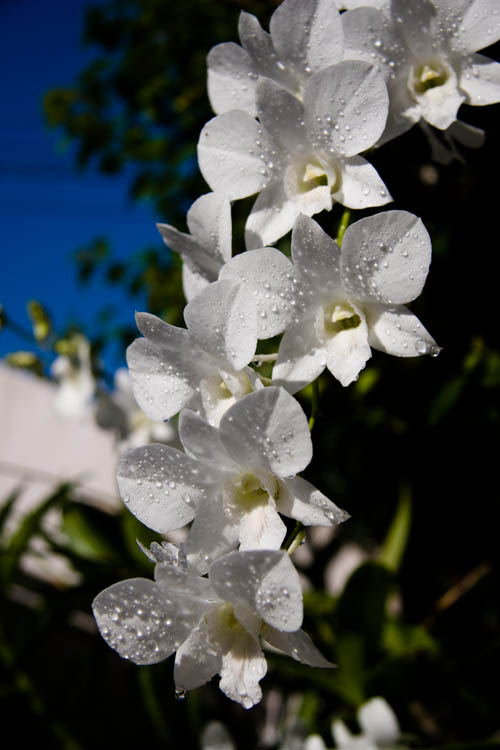 Jeweled Orchids