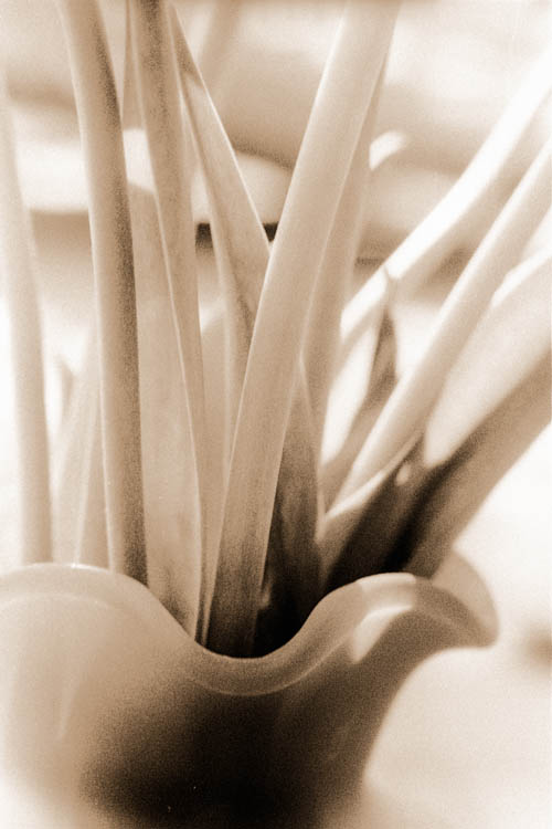 stems_in_vase_vertical_BW_Lith